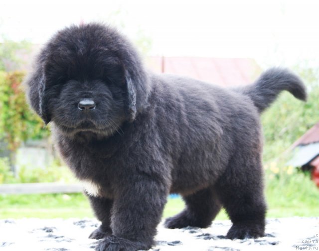 Фото: Бегущая по волнам ШЭДИ ЛЕДИ