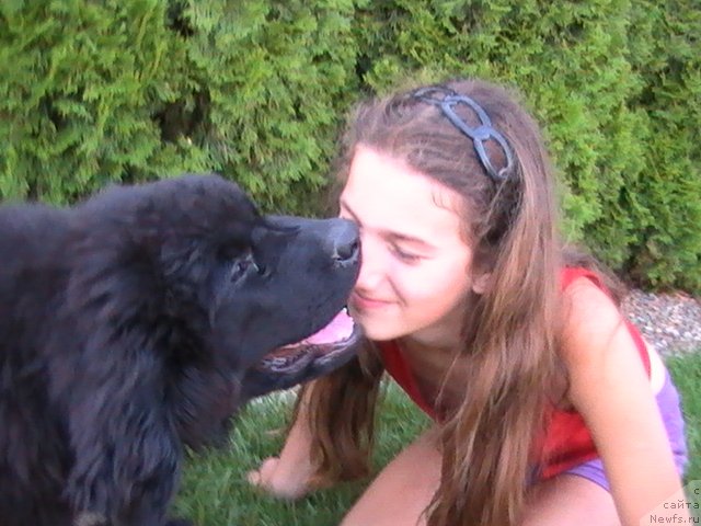 Фото: ньюфаундленд Eletta YEfiona (Елетта Эфиона)