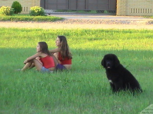 Фото: ньюфаундленд Eletta YEfiona (Елетта Эфиона)