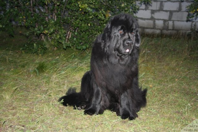 Фото: ньюфаундленд Fortuna of Giant's Island