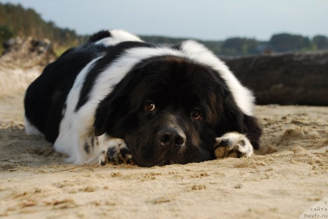 Фотография № 105197