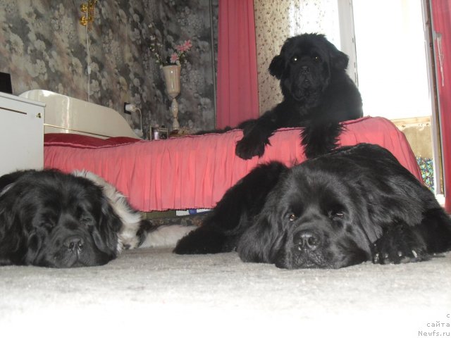 Фотография № 105199