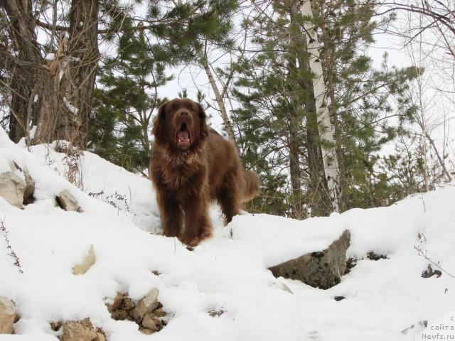Фото: ньюфаундленд Lesnaya Skazka Izol'da (Лесная Сказка Изольда)