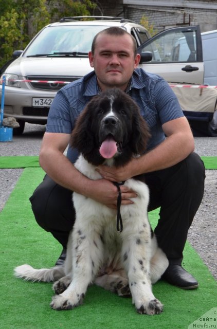 Фото: ньюфаундленд Pitern'yuf Hubba-Bubba (Питерньюф Хубба-Бубба), Vladimir Slepchenko (Владимир Слепченко)