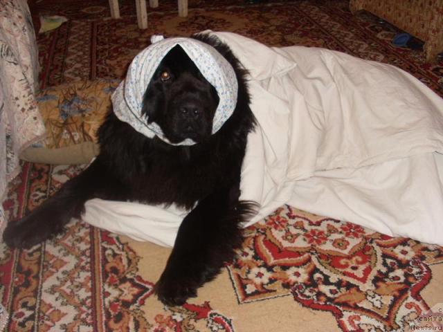 Фотография № 10523