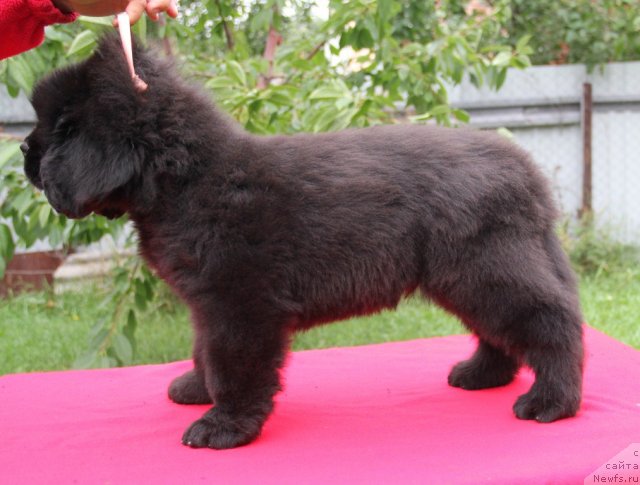 Фото: ньюфаундленд Acclamation Dinastiya Soverchenstva (Акломешон Династия Совершенства)