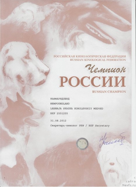 Фото: ньюфаундленд Lesnaja Skazka Korolevskiy Medved (Лесная Сказка Королевский Медведь)