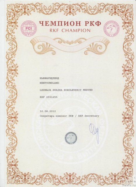 Фото: ньюфаундленд Lesnaja Skazka Korolevskiy Medved (Лесная Сказка Королевский Медведь)