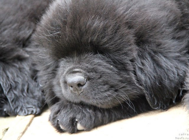 Фото: ньюфаундленд Able To Win Dinastiya Soverchenstva (Айбл Ту Вин Династия Совершенства)