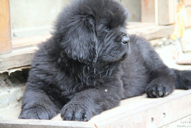 Фото: ньюфаундленд As True for Beguschaya po Volnam Dinastiya Soverchenstva (Аз Труэ Бегущая по Волнам Династия Совершенства)