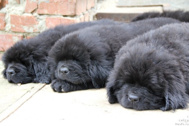 Фотография № 105276