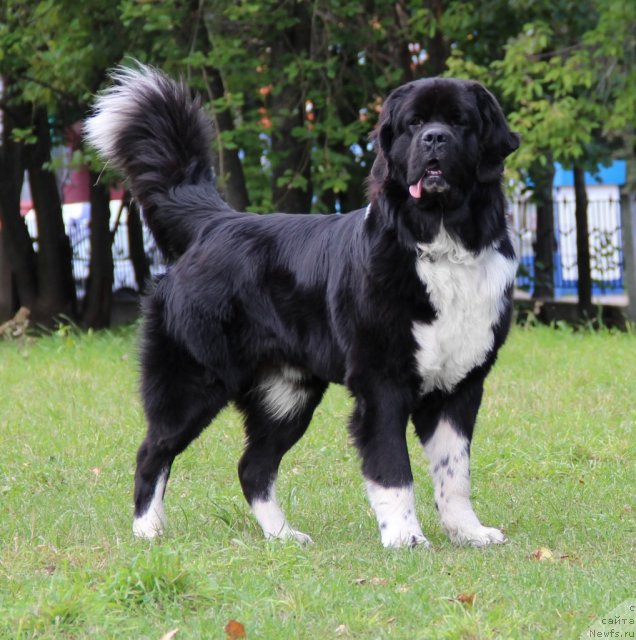 Фото: ньюфаундленд Starbimovlav Gardemarin (Старбимовлав Гардемарин)