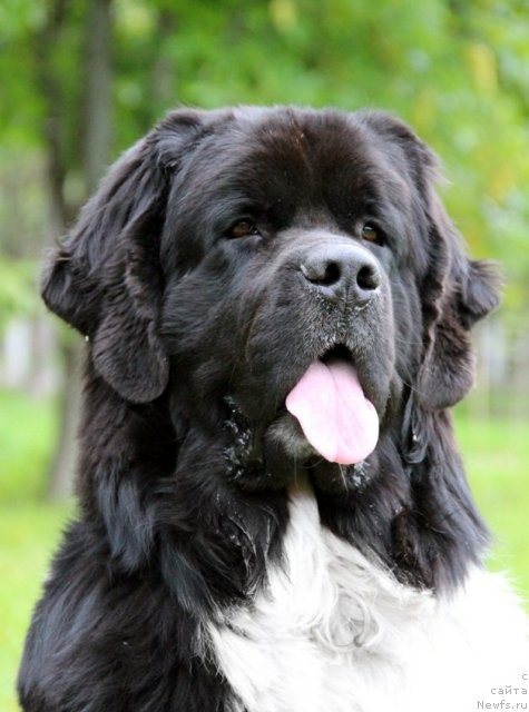 Фото: ньюфаундленд Starbimovlav Gardemarin (Старбимовлав Гардемарин)