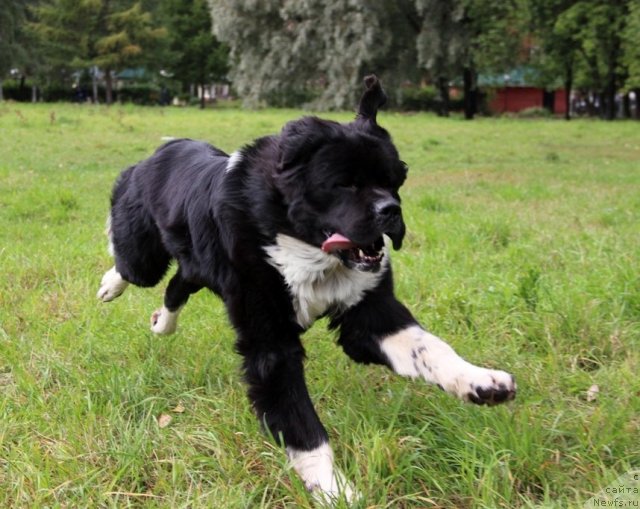 Фото: ньюфаундленд Starbimovlav Gardemarin (Старбимовлав Гардемарин)