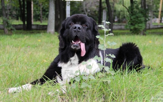 Фото: ньюфаундленд Starbimovlav Gardemarin (Старбимовлав Гардемарин)