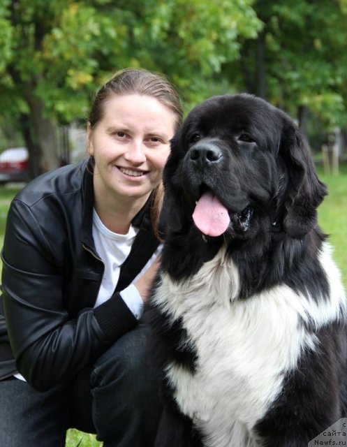 Фото: ньюфаундленд Starbimovlav Gardemarin (Старбимовлав Гардемарин), Alla Tuzkova (Алла Тузкова)