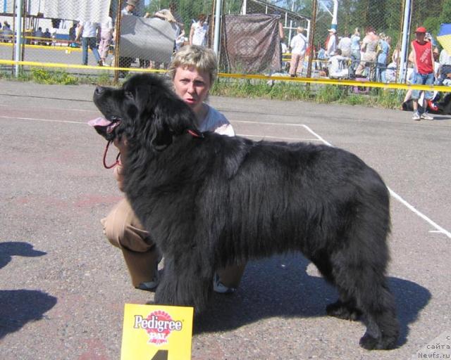 Фото: ньюфаундленд Cauber Byer (Цаубер Бэр)