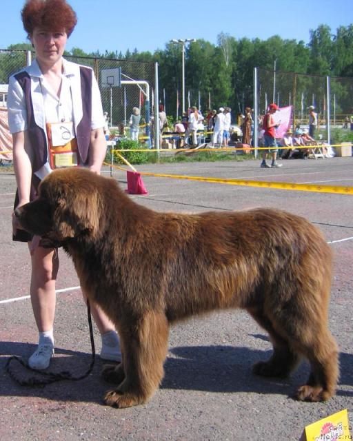 Фото: ньюфаундленд Schegol Filimon iz Medvejyego Yara (Щеголь Филимон из Медвежьего Яра)