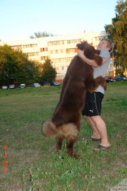 Фото: ньюфаундленд N'yufot Prim Rouz (Ньюфот Прим Роуз)