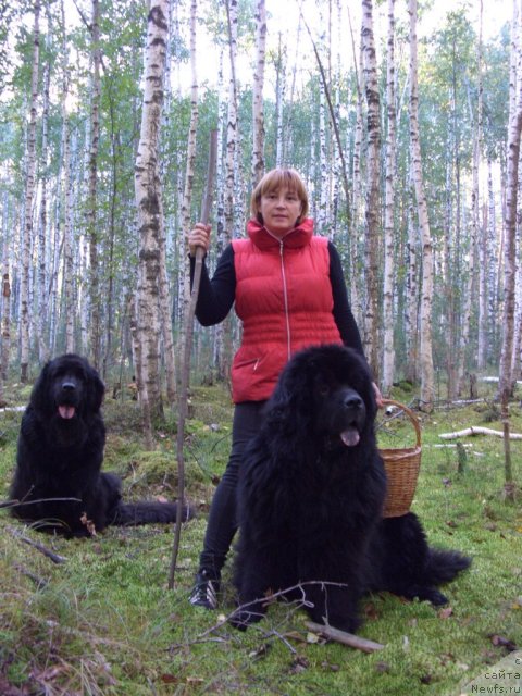 Фото: ньюфаундленд Lesnaya Skazka Lunnaya Sonata (Лесная Сказка Лунная Соната), ньюфаундленд Andjel Viktorius (Анджел Викториус), Лиля