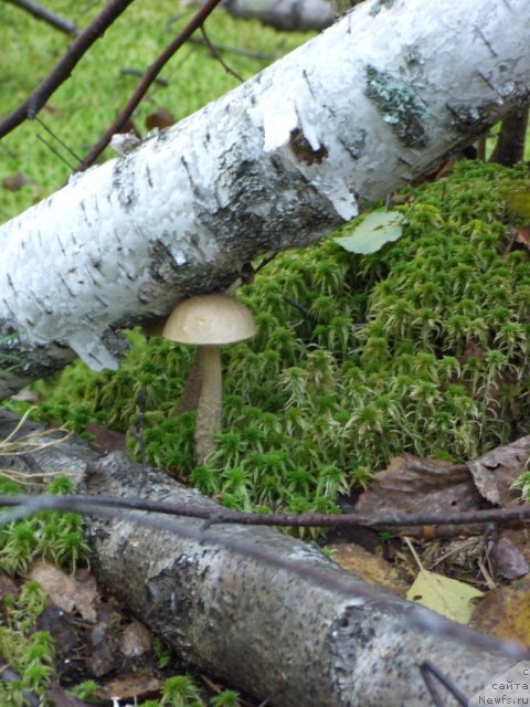 Фотография № 105350