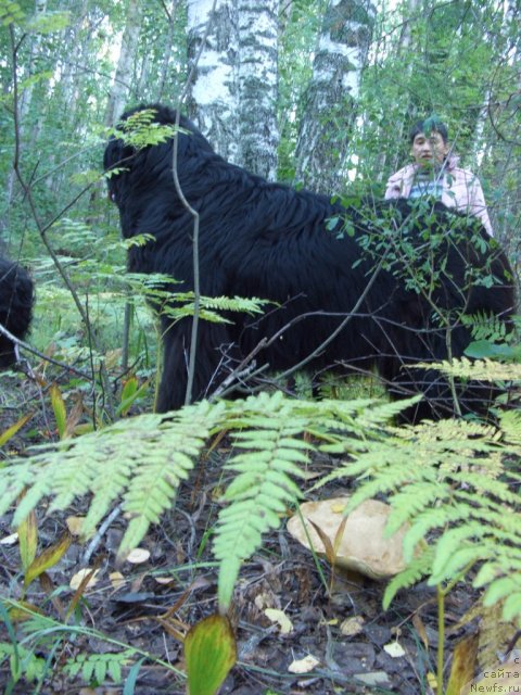 Фото: ньюфаундленд Akin Soul Sofiya (Акин Соул София)