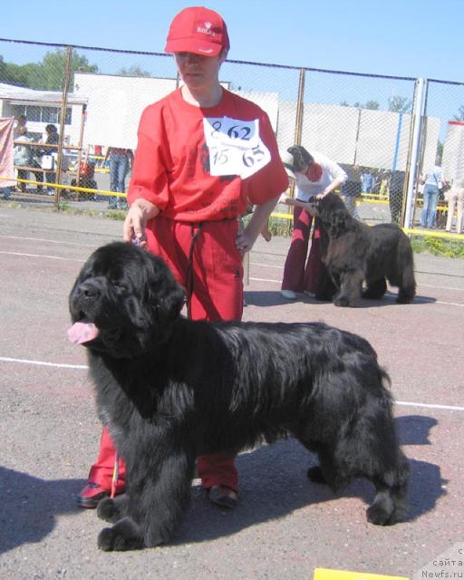 Фото: ньюфаундленд Tsarskiy Roman iz Medvejyego Yara (Царский Роман из Медвежьего Яра)