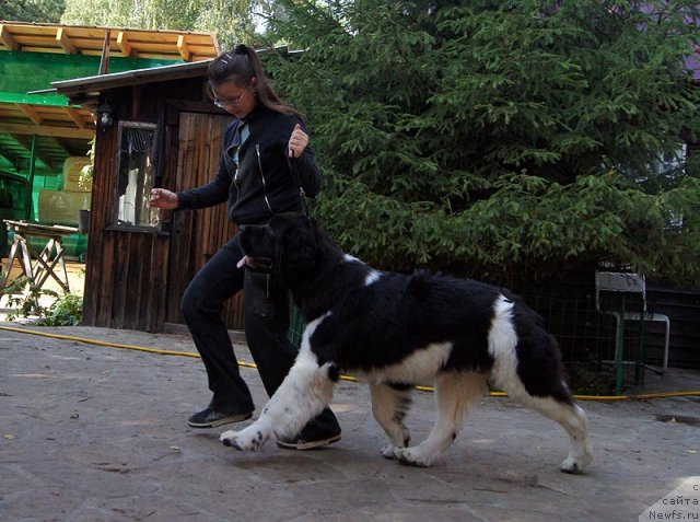 Фото: ньюфаундленд Super Bizon Zlatogor (Супер Бизон Златогор)