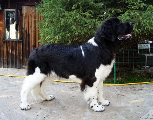 Фотография № 105363