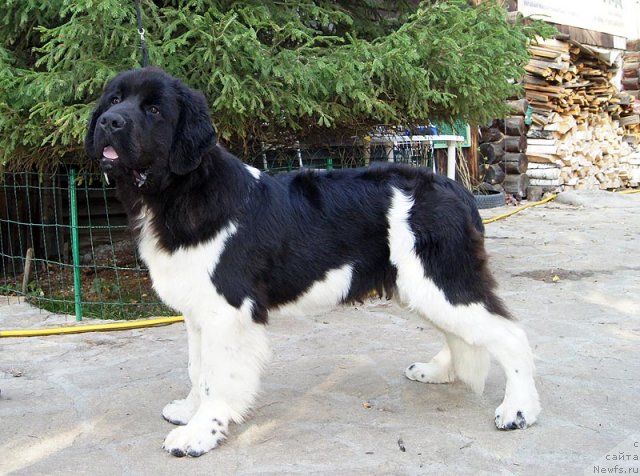 Фото: ньюфаундленд Super Bizon Zlatogor (Супер Бизон Златогор)