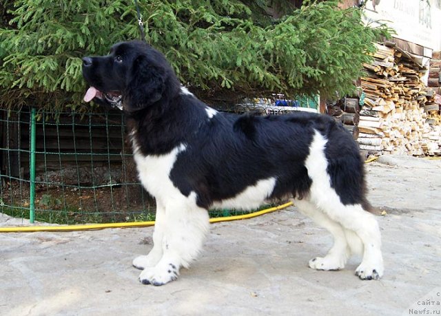 Фото: ньюфаундленд Super Bizon Zlatogor (Супер Бизон Златогор)