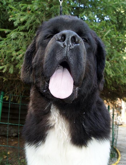 Фотография № 105370