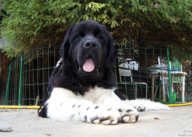 Фотография № 105371