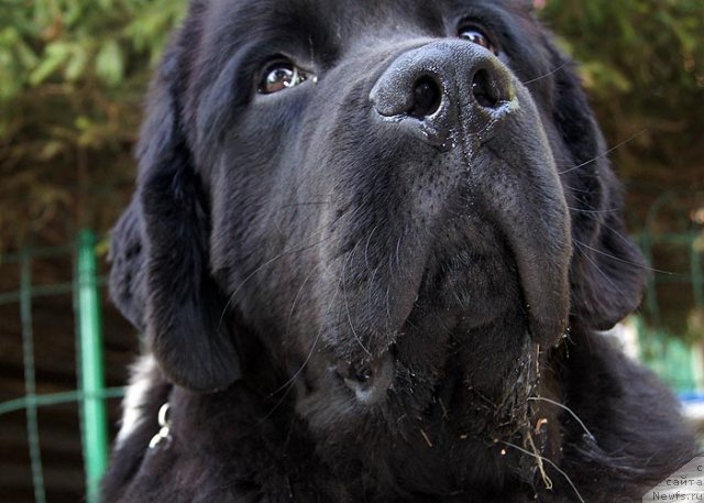 Фото: ньюфаундленд Super Bizon Zlatogor (Супер Бизон Златогор)