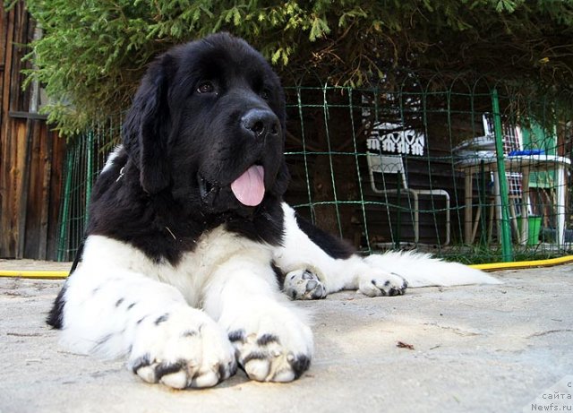 Фото: ньюфаундленд Super Bizon Zlatogor (Супер Бизон Златогор)