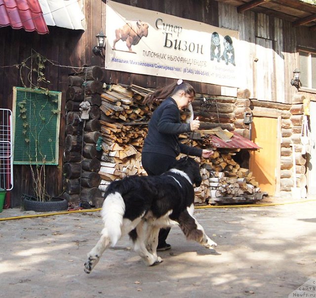 Фото: ньюфаундленд Super Bizon Zlatogor (Супер Бизон Златогор)