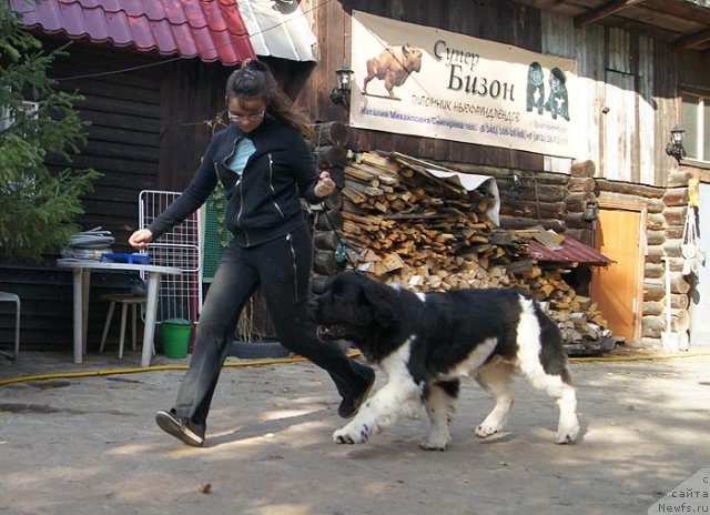 Фото: ньюфаундленд Super Bizon Zlatogor (Супер Бизон Златогор)