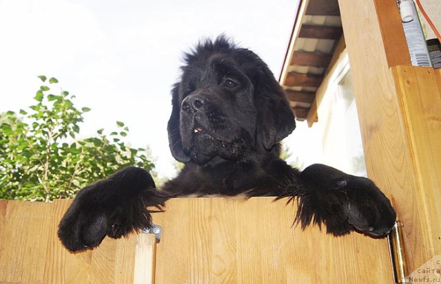 Фото: ньюфаундленд Super Bizon Zaya (Супер Бизон Зая)