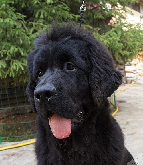 Фото: ньюфаундленд Super Bizon Zaya (Супер Бизон Зая)