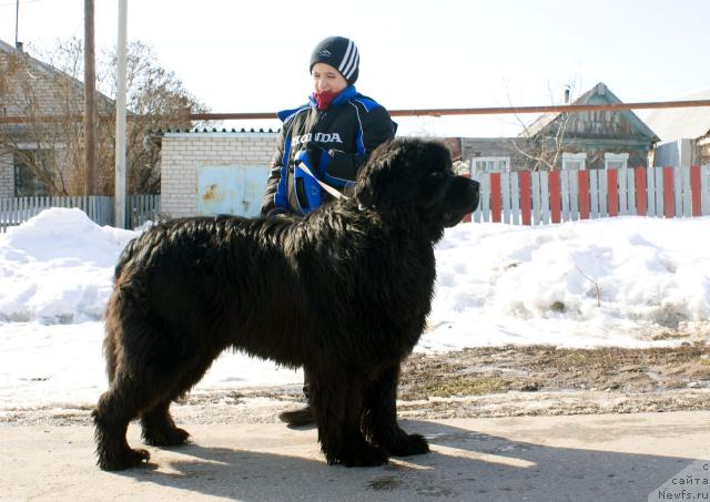 Фото: ньюфаундленд Ygan s Toyanova Gorodka (Юган с Тоянова Городка)