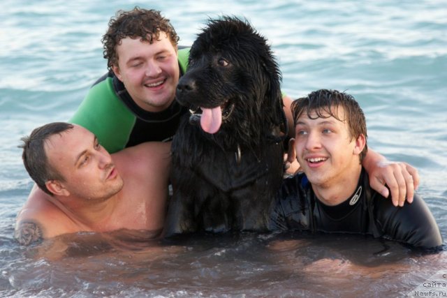 Фото: ньюфаундленд Londonskiy Dendi (Лондонский Денди), Maksim Poltarak (Максим Полтарак), Поморцев, Мамаев