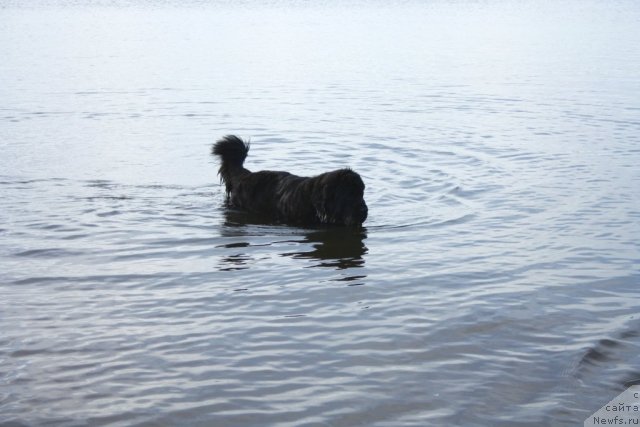 Фото: ньюфаундленд Fortuna of Giant's Island