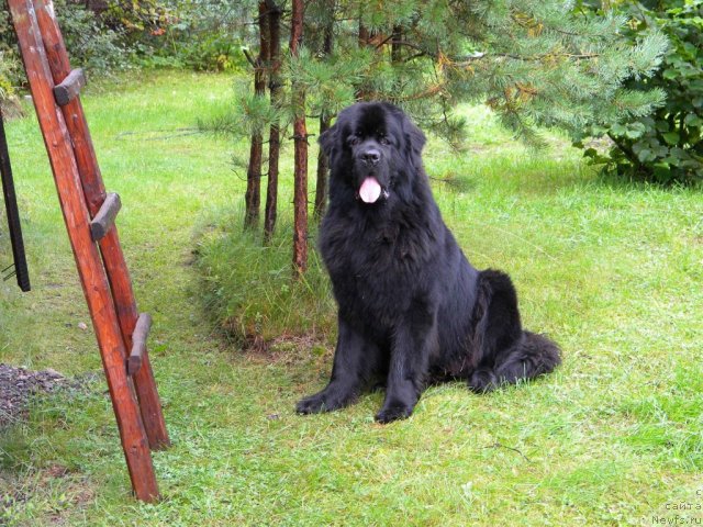 Фото: ньюфаундленд Aquatoriya Kelvin Kadril (Акватория Келвин Кадриль)