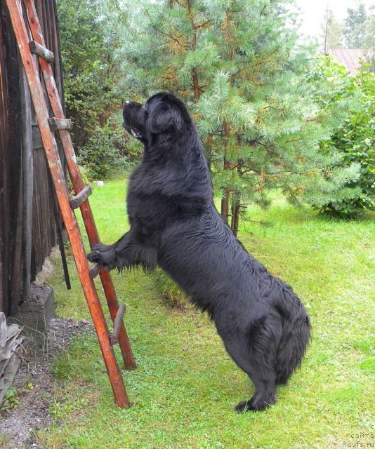 Фото: ньюфаундленд Aquatoriya Kelvin Kadril (Акватория Келвин Кадриль)