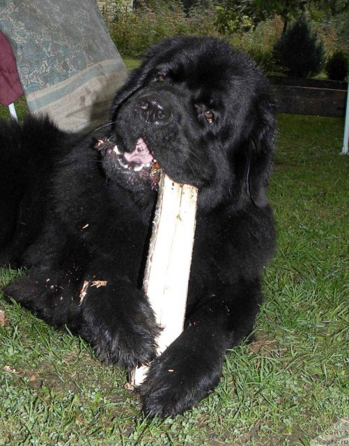 Фото: ньюфаундленд Aquatoriya Kelvin Kadril (Акватория Келвин Кадриль)