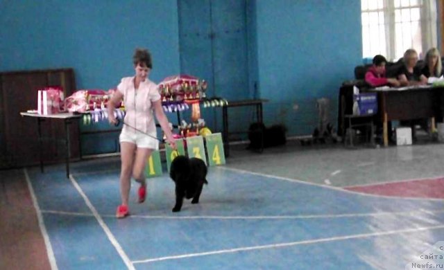 Фото: Irina Pavlova (Ирина Павлова), ньюфаундленд Bi Perfekt Arabella (Би Перфект Арабелла), Irina Pavlova (Ирина Павлова)