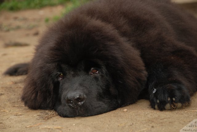 Фотография № 105457