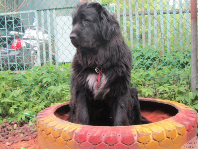 Фото: ньюфаундленд Pitern'yuf Edel'veyss (Питерньюф Едельвейсс)