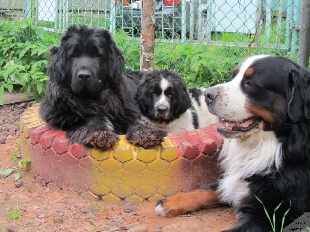 Фото: ньюфаундленд Pitern'yuf Edel'veyss (Питерньюф Едельвейсс)