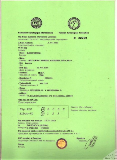 Фото: ньюфаундленд Sent Djons Faberge Collection (Сент Джонс Фаберже Коллекшен)